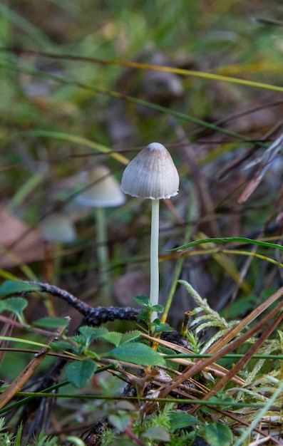 Małe grzyby w lesie. Mycena filopes grzyb. Grzyby muchomorów