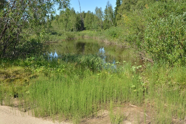 Małe jeziorko wśród krzewów i trawy