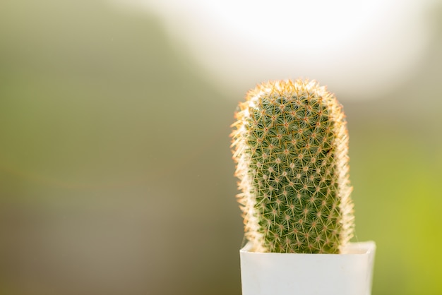 Małe kaktus rośliny z piękno naturą zamazywali tło.