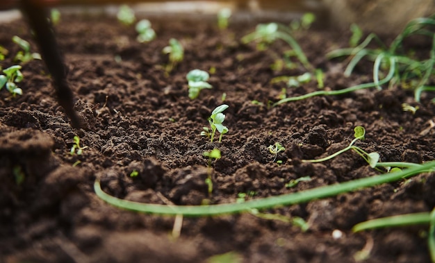 Małe kiełki microgreensw ziemi wiosenne sadzonki do ogrodu rosnącego w otwartym polu ogrodnictwo w domu sadzenie tła koncepcja żywności ekologicznej