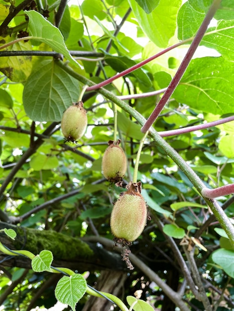 Małe kiwi na roślinie przed dojrzewaniem Naturalne owoce