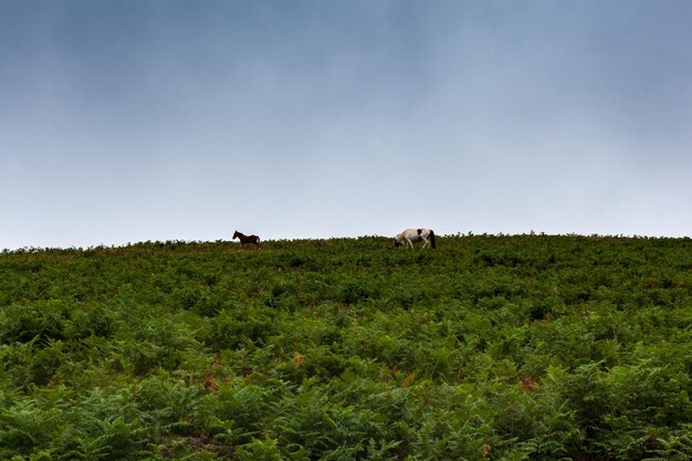 Małe konie pasące się na polu trawy na francuskiej wsi