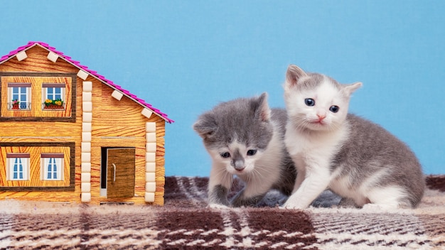 Małe koty bawią się w pobliżu domku z zabawkami
