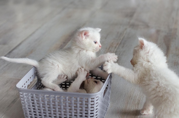 Małe koty biała turecka angora bawią się ze sobą