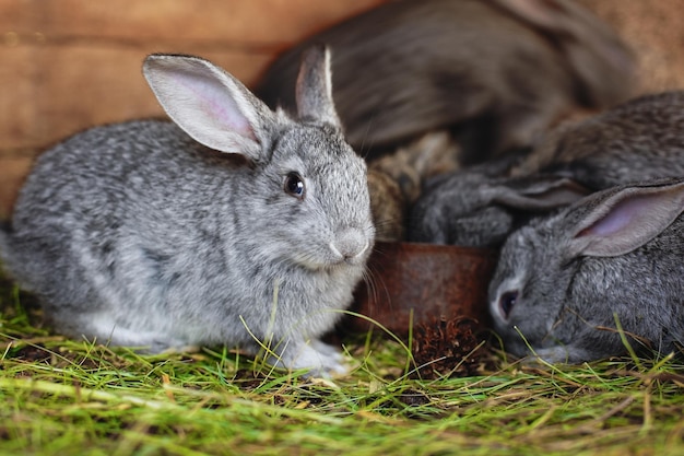 Małe króliki jedzą z tego samego karmnika Przyjazna rodzina