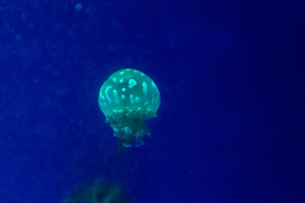 Małe meduzy