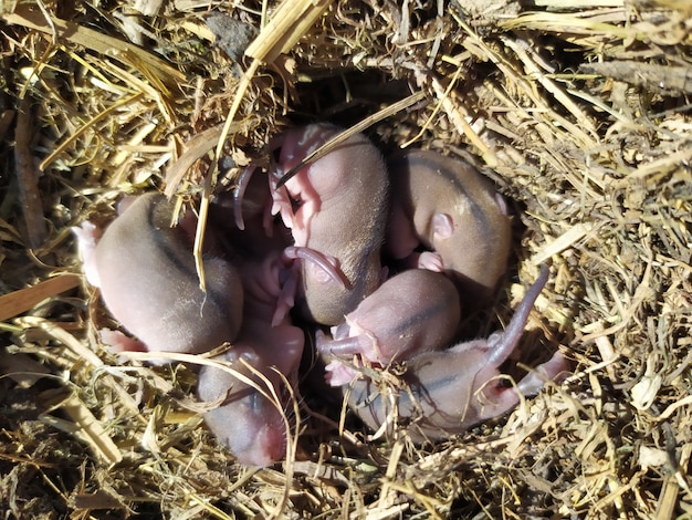 Małe myszy w gnieździe starej trawy