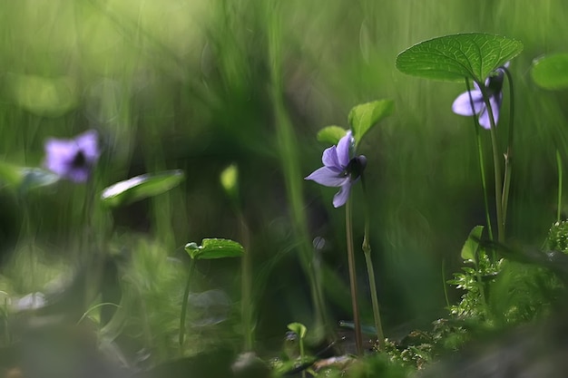 małe niebieskie kwiaty / natura piękna, rośliny makro małe kwiaty, wiosenne tło natury