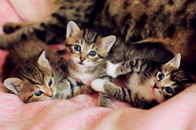 Zdjęcie małe pasiaste figlarki bawić się z macierzystym kotem. furry brzuch kota. śmieszne zwierzęta