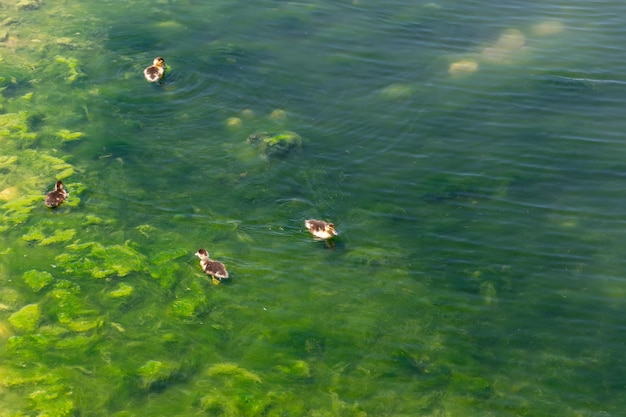 Małe piękne kaczuszki pływają w wodach przy brzegu
