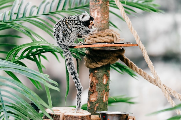 małe podgatunki mokey w zoo.