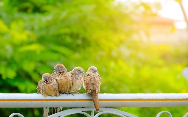 Małe ptaki trzymają się na szczycie bramy ogrodzenia z naturalnym tłem i światłem słonecznym