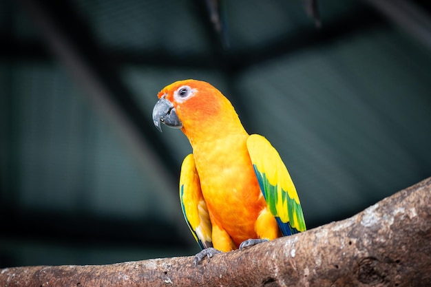 Małe ptasie słońce conures żółte, zielone i pomarańczowe ptaki głaszczące zoo za darmo latająca papuga