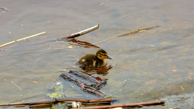 Zdjęcie małe puszyste kaczątko dzikiej kaczki pływa w gąszczu na wodzie