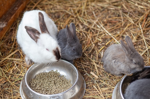 Małe puszyste króliki w kojcu jedzą jedzenie z kubka. W zagrodzie jest ściółka siana. Króliki są jak zwierzątko domowe. Zarządzanie gospodarstwem domowym