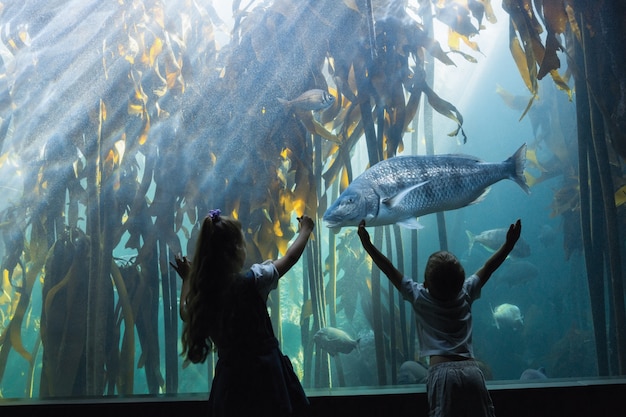 Zdjęcie małe rodzeństwo patrząc na akwarium