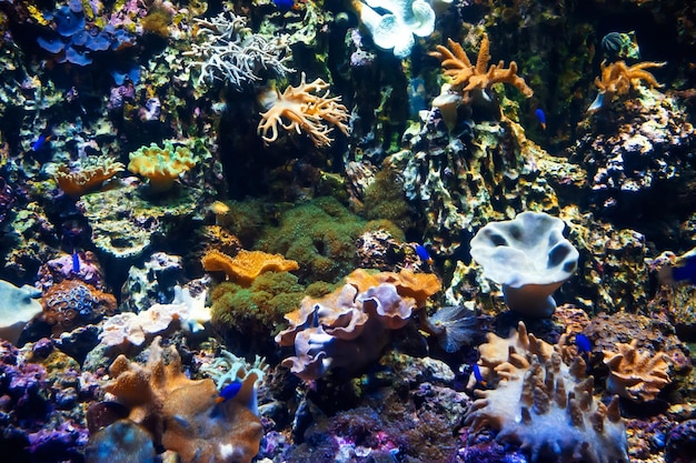 Małe rybki pływają wśród koralowców, metridium i alg