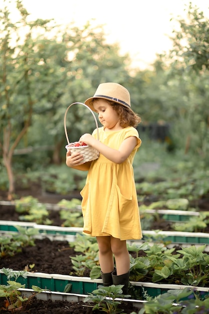 Małe słodkie dziecko dziewczynka zbierając świeżą dojrzałą truskawkę w białym backet na polu farmy owocowej lub ogrodzie