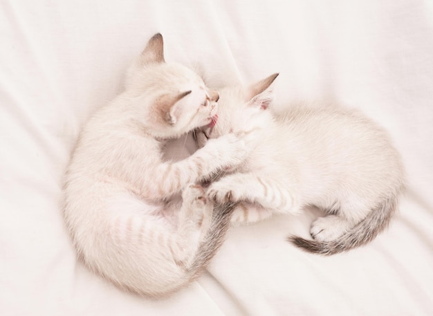 Małe słodkie kociaki relaksują się na białych prześcieradłach. Kociak. Śliczne białe kocięta. Czuły i piękny. Białe kocięta bawią się ze sobą. Najlepsi przyjaciele. Rodzina kotów. Koncepcja zwierząt. Dzielić się miłością. Przytulny dom.