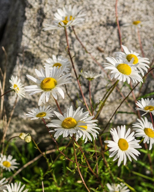 Małe stokrotki z w pełni kwitnącymi, białymi kwiatostanami i zielonymi łodygami na tle szarych kamieni
