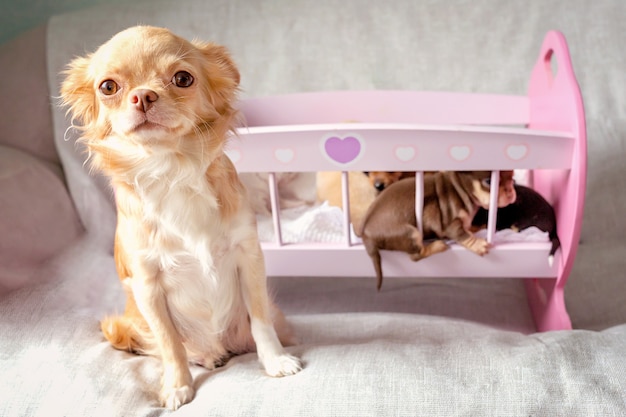 Małe Szczenięta Chihuahua Leżące Na Zabawkowym Różowym Drewnianym łóżku, A Ich Mama Na Pierwszym Planie