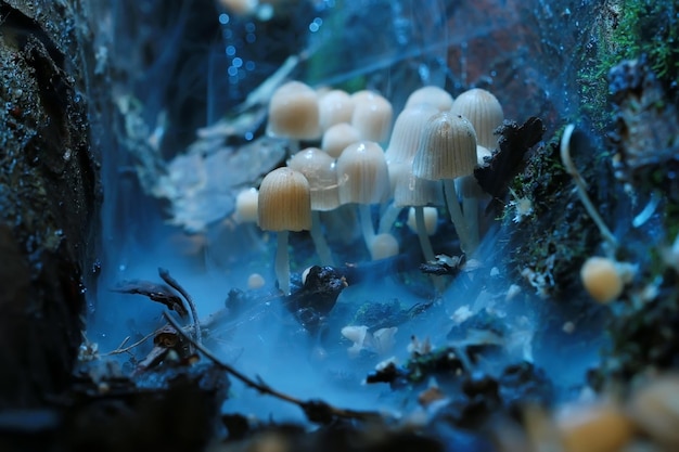 małe trujące grzyby muchomor grupa psilocybina