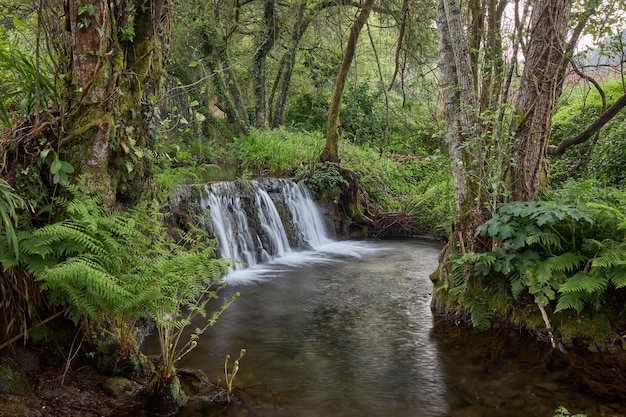 Małe Wodospady Utworzone Przez Rzekę Tripes W Parku Przyrody Mount Aloia Park, Na Terenie Galicji, Hiszpania.
