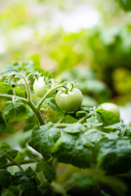 Małe zielone pomidory na gałęziastym zbliżeniu