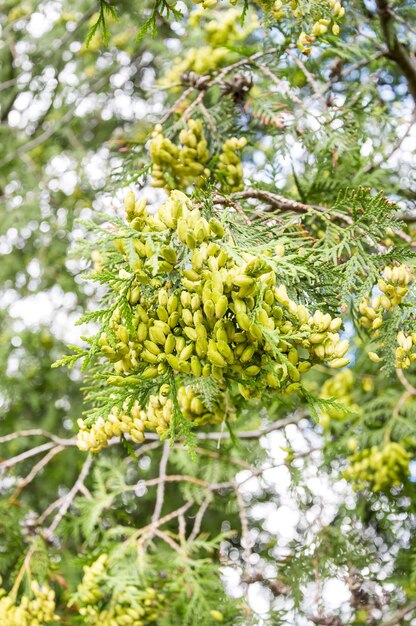 Małe zielone żeńskie szyszki cedru białego Thuja