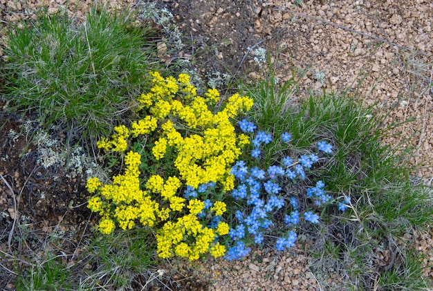 Małe żółte i niebieskie kwiaty w kolorze flagi Ukrainy Widok z góry