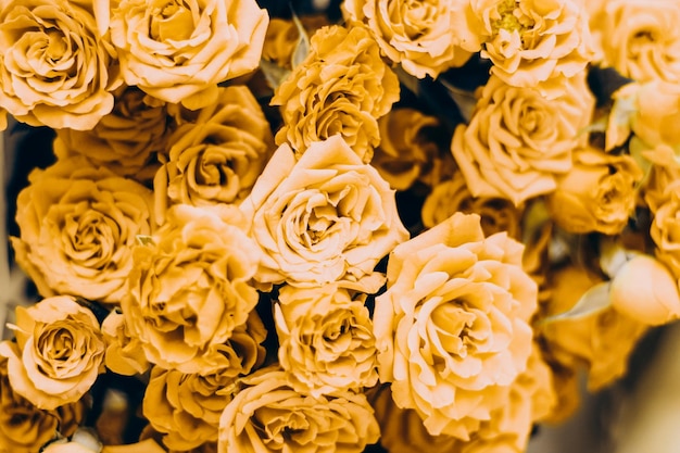 Małe żółte krzewy róż na białym tle z miejscem na tekst