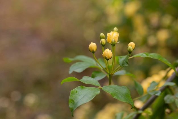 Małe żółte róże Rosa banksiae oświetlone słońcem w ogrodzie selektywnym skupieniem
