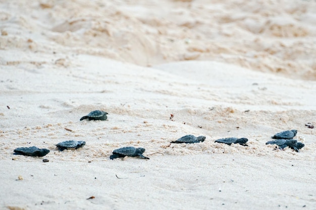 Małe żółwie stawiają pierwsze kroki w oceanie Praia Do Forte Bahia Brazil