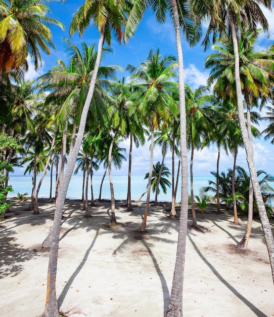 Malediwy charakter wyspy Krajobraz z błękitnym niebem