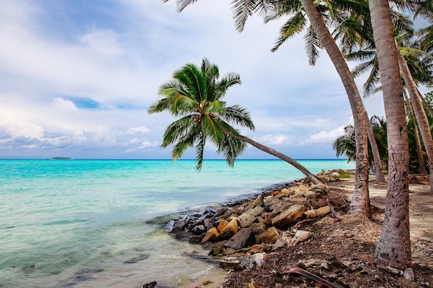 Malediwy Sand Beach i widok na zielone palmy