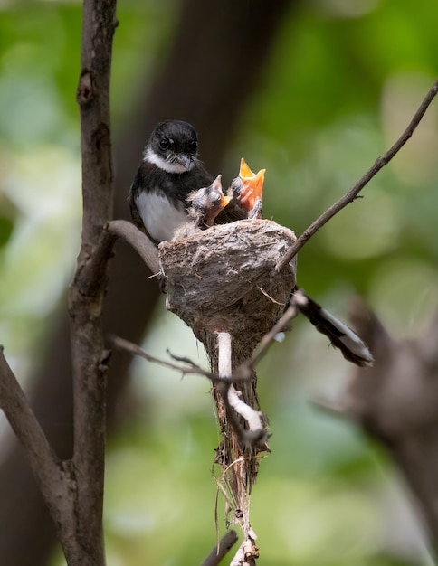 Malezyjski Fantail