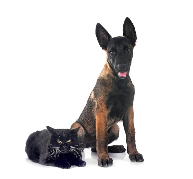Malinois i kot w studiu