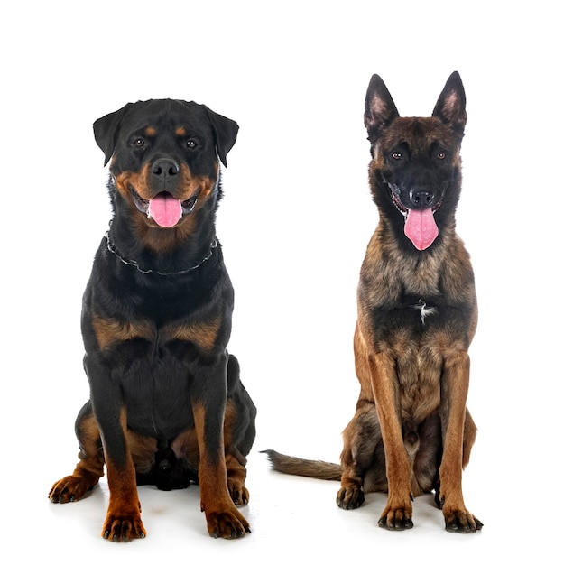 Malinois i rottweiler w studiu