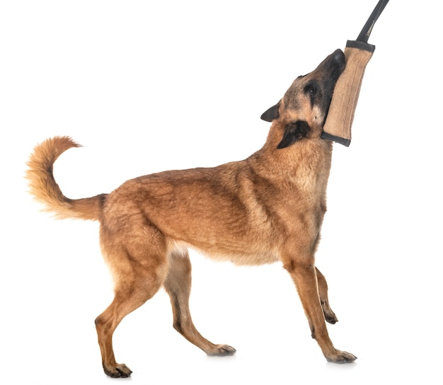 Malinois Owczarka Belgijskiego