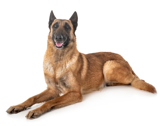 Malinois Owczarka Belgijskiego