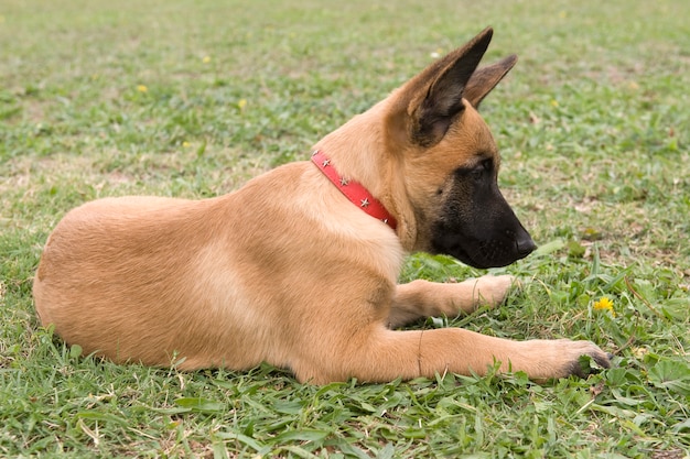 Malinois pies leżący w ogrodzie