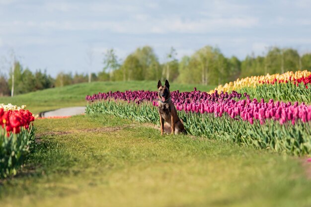 Malinois pies siedzi w polu tulipanów