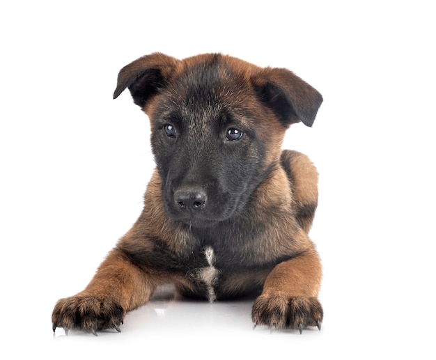 Malinois Puppy