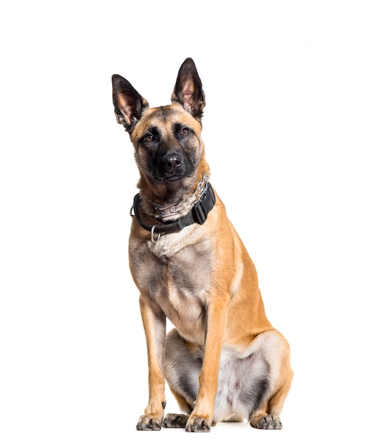 Malinois siedzi pies