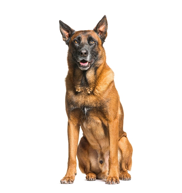 Malinois Tervuren belgijski pies na białym tle