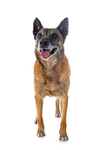 Malinois W Studio