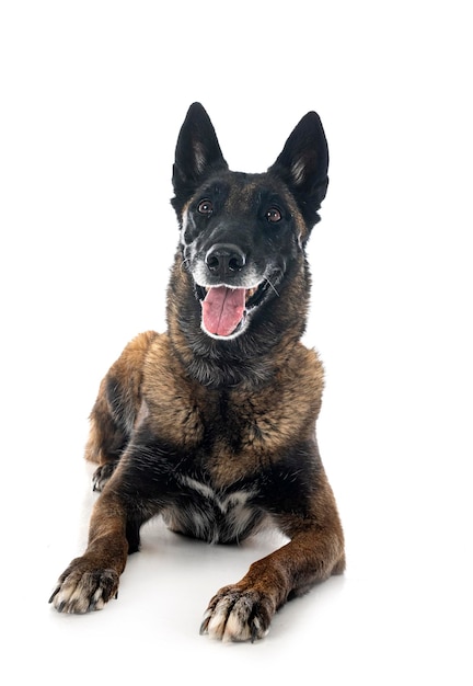 malinois w studio
