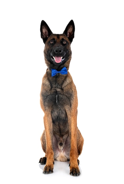 malinois w studio