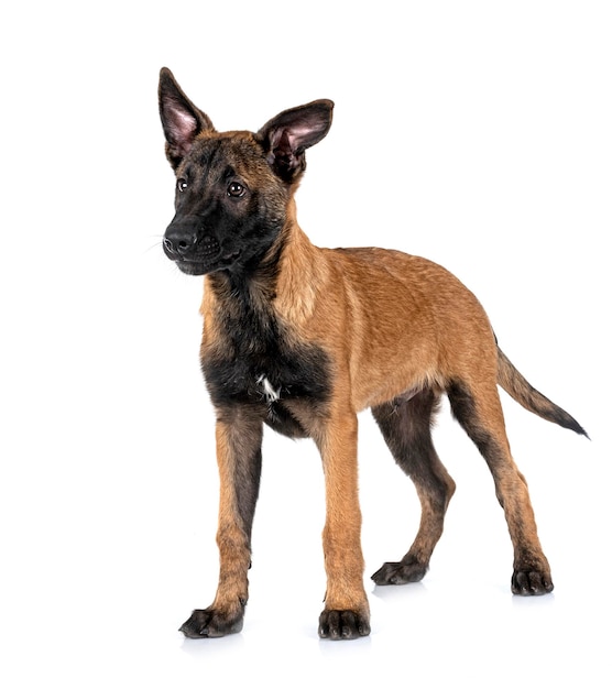 Malinois W Studio