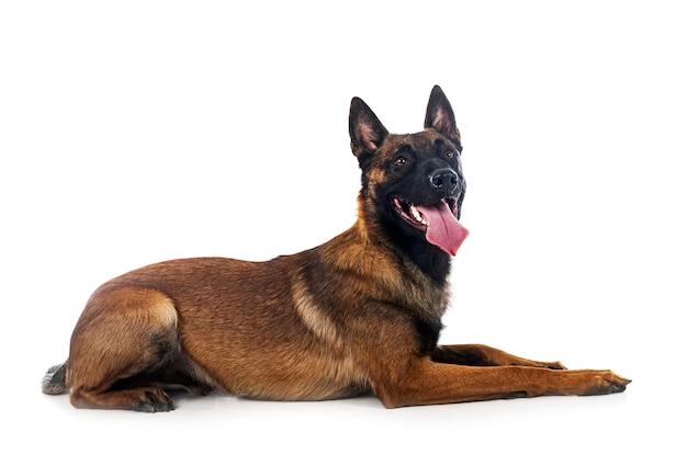 malinois w studio